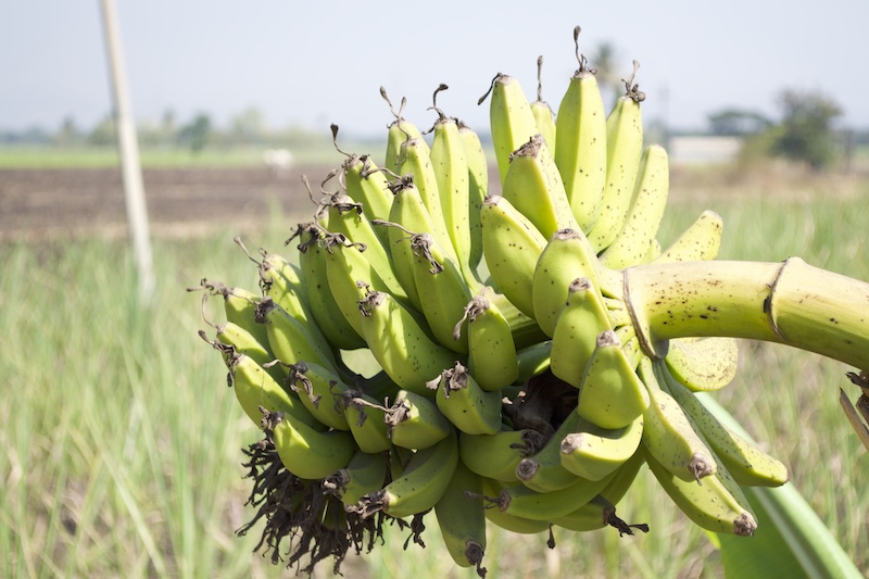 food-fresh-banana-tree.jpg