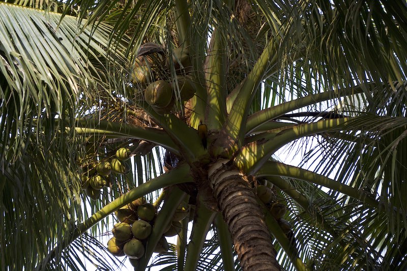 food-fresh-coconuts.jpg