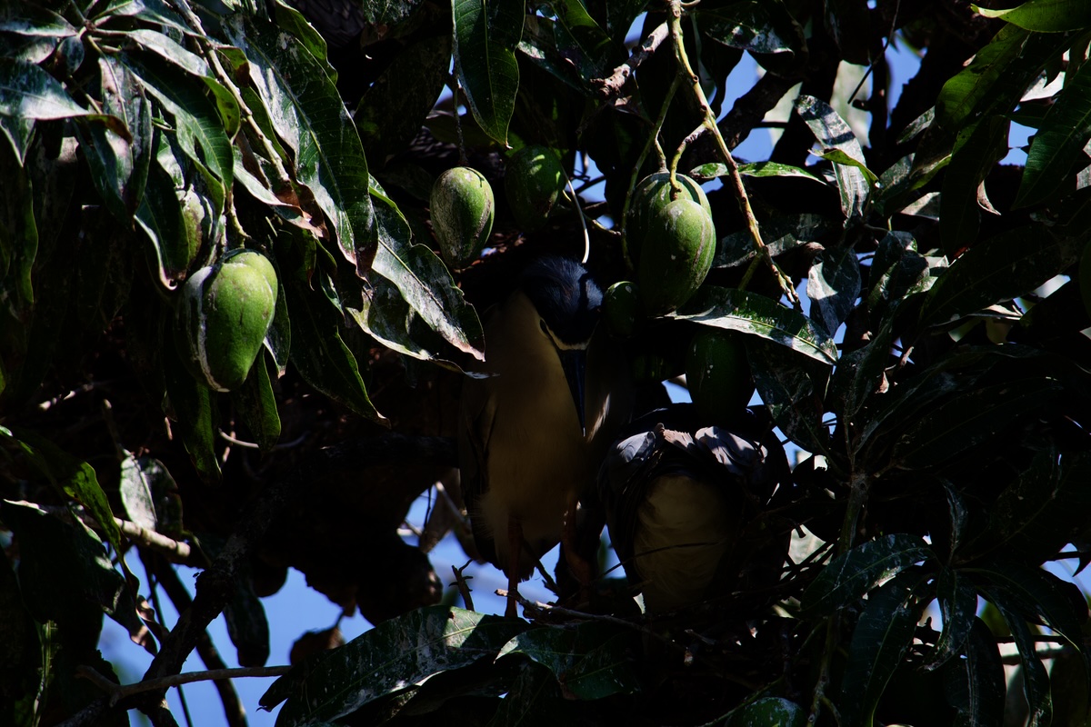 kandy-birds-mango.jpg