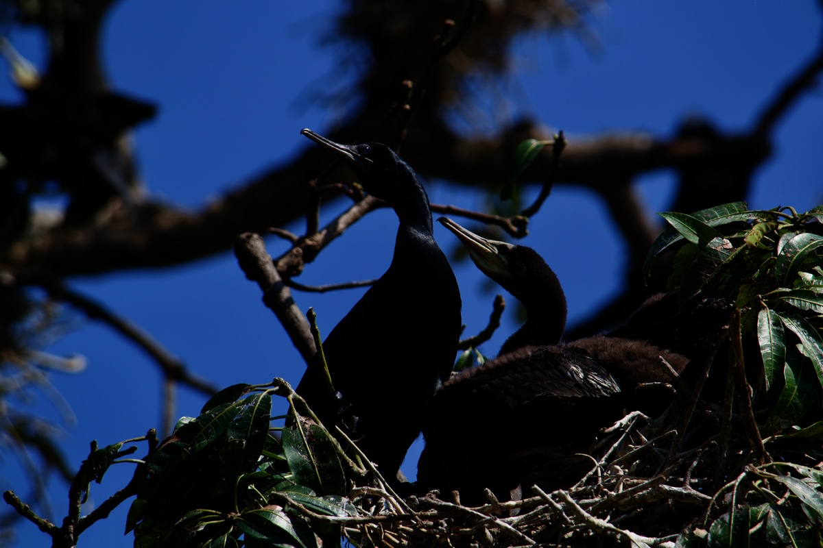 kandy-birds-nest.jpg
