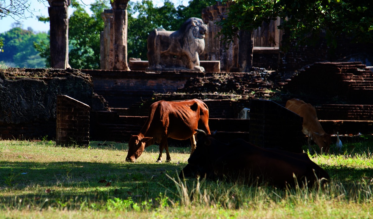 polonnaruwa-cows.jpg