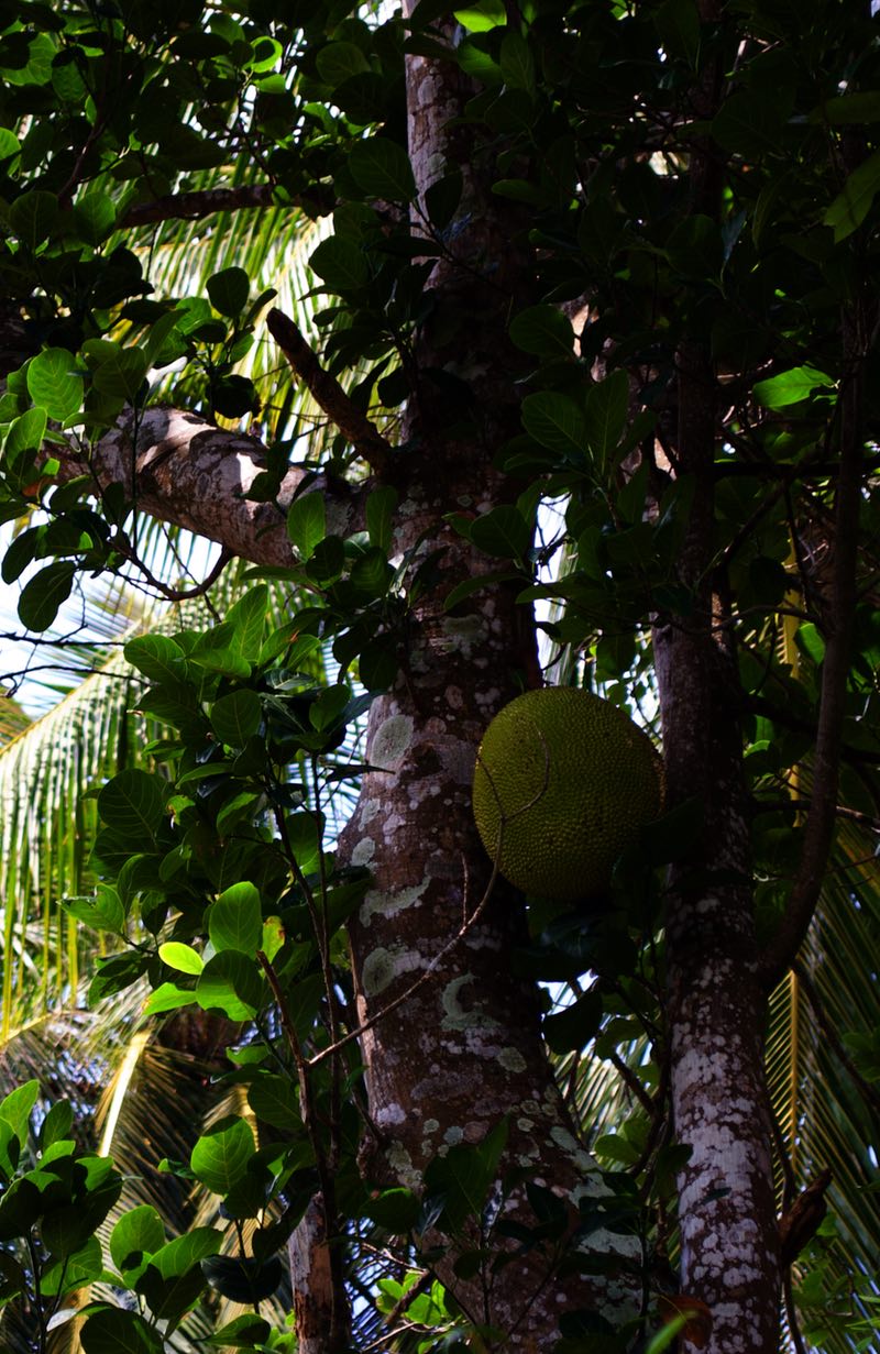 unawatuna-jackfruit.jpg