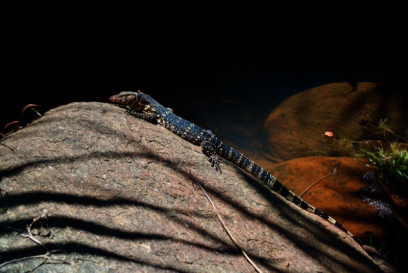 unawatuna-lizard.jpg