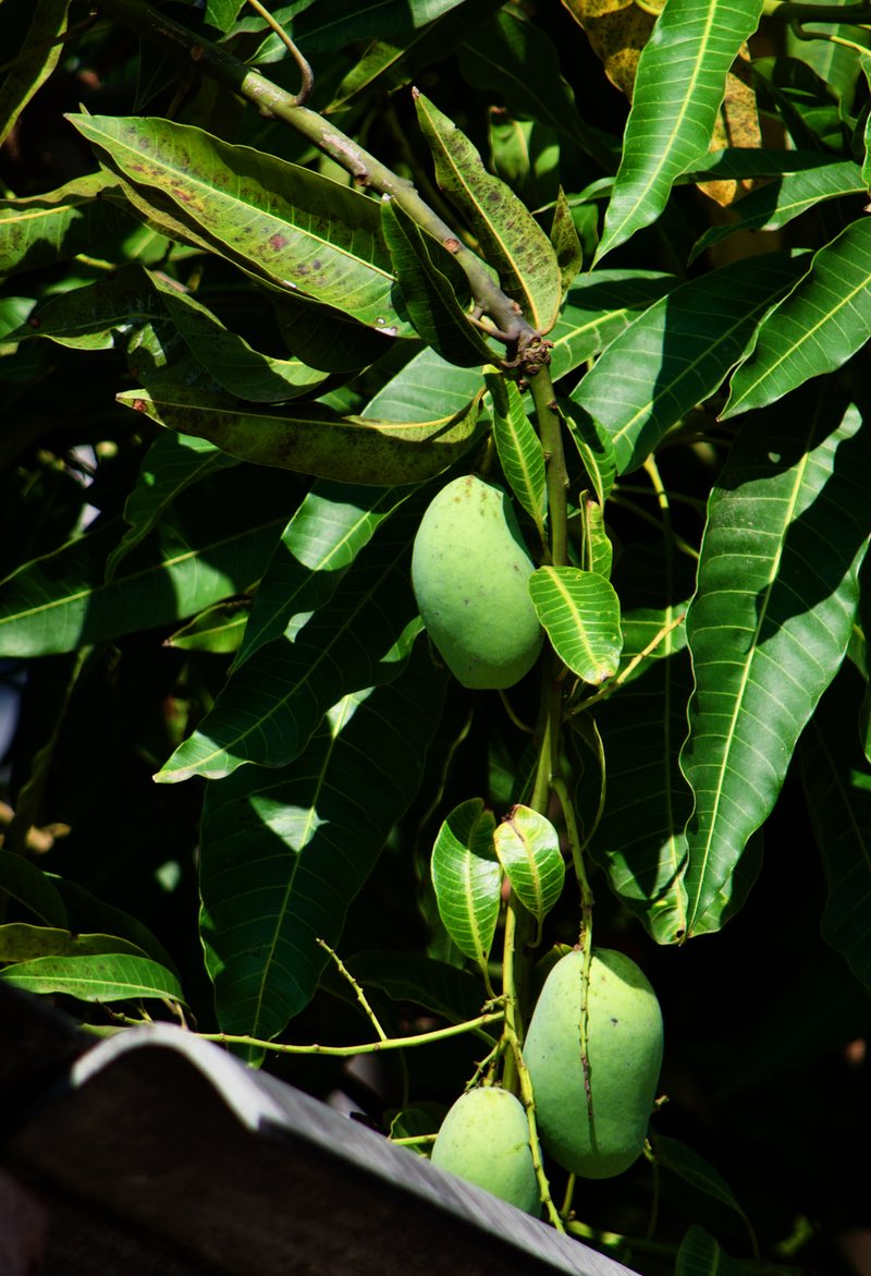 unawatuna-mango.jpg